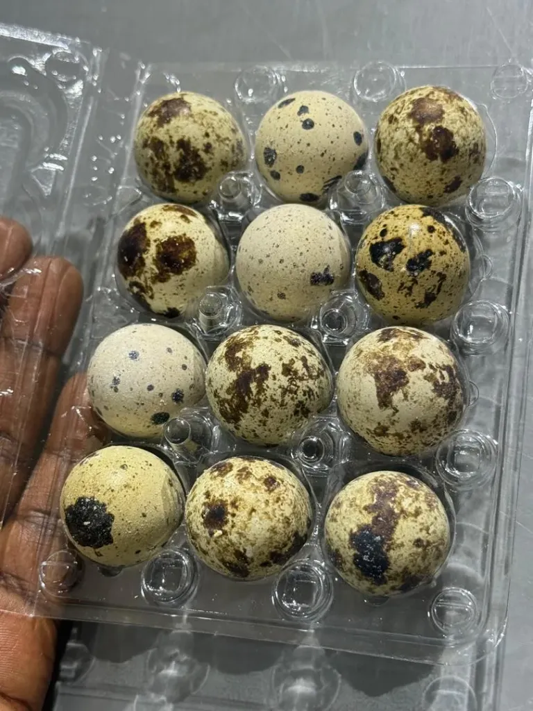 Oeufs de caille