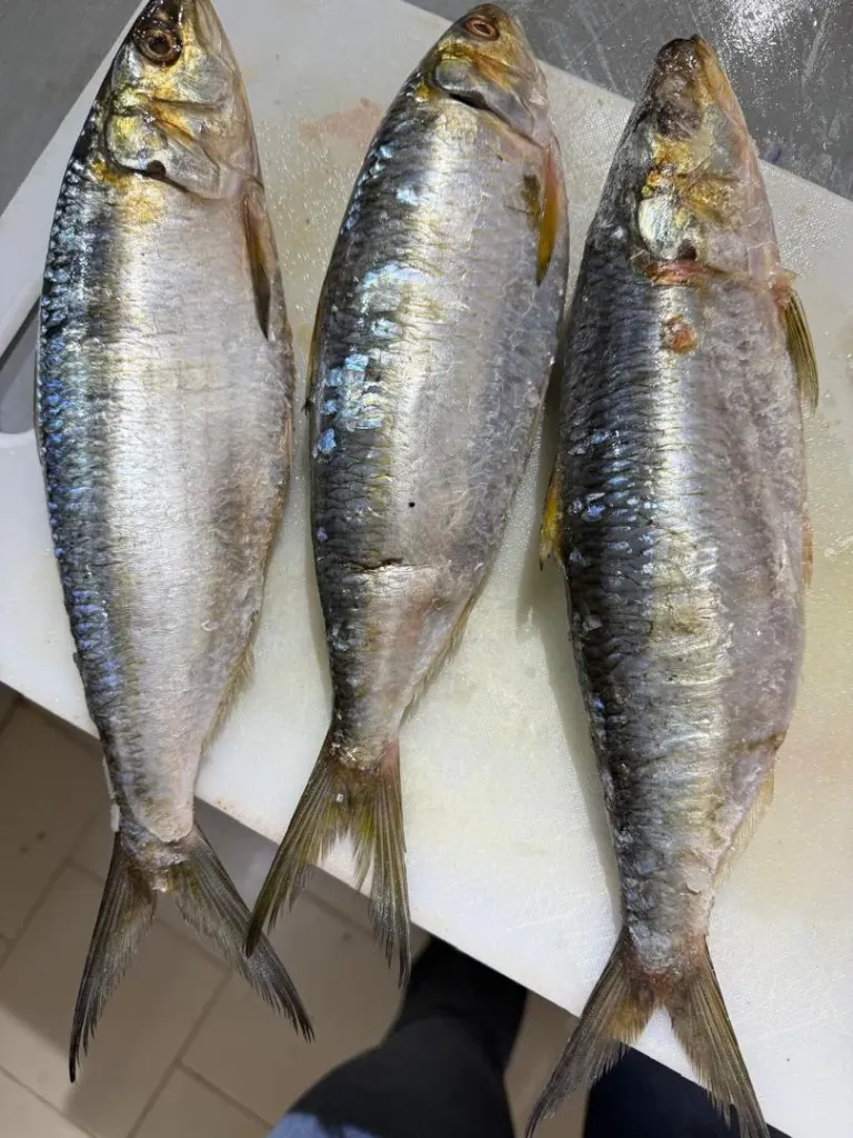Yaboye mbeureuk(gros sardinelle)